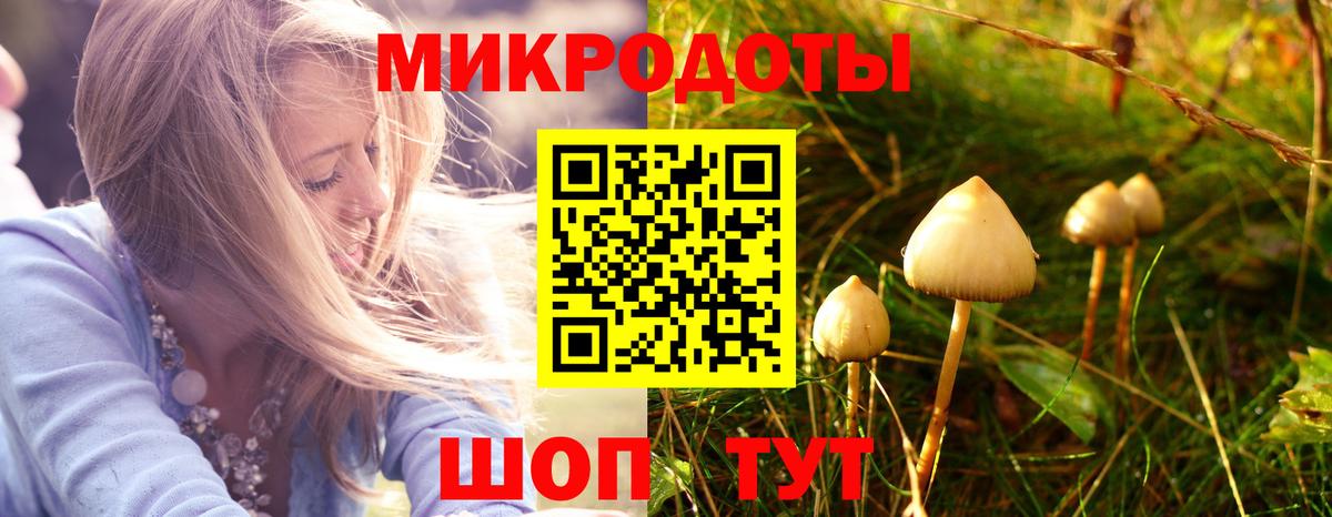 Галлюциногенные грибы Psilocybine cubensis Тверь
